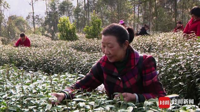 曾以工业经济为支撑的小镇 如今励志打造川南最美茶乡
