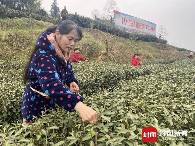 曾以工业经济为支撑的小镇 如今励志打造川南最美茶乡
