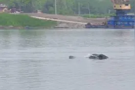 长江大保护深入开展，国家一级保护动物长江江豚频频现身崇明图片