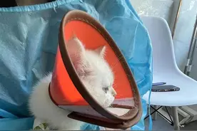 重庆男子花1900元买到“星期猫”，治疗用去4000元还没度过危险期图片