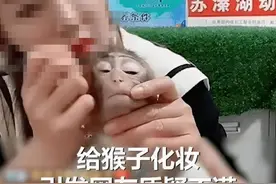 评论丨给猴子化妆、穿尿不湿直播带货，动物园的底线在哪儿？图片