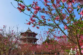 春光掠影，潮州花意浓图片