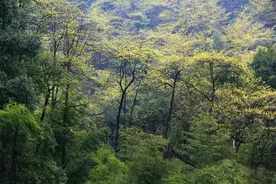 岳麓山物候 ·惊蛰图片