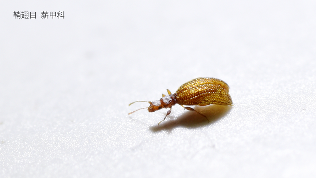 被“嫌弃”的虫子的一生，有许多你不知道的故事