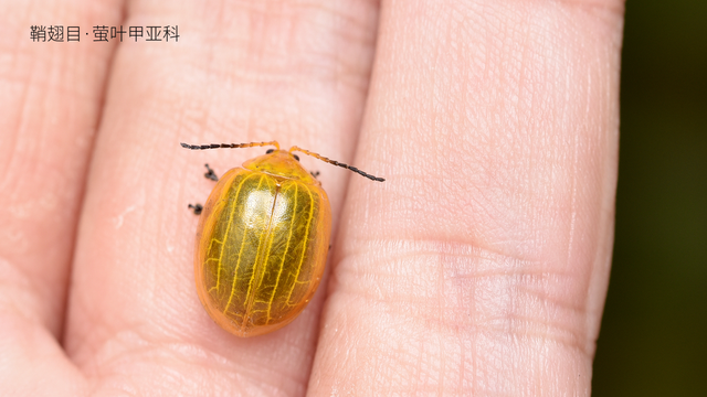 被“嫌弃”的虫子的一生，有许多你不知道的故事