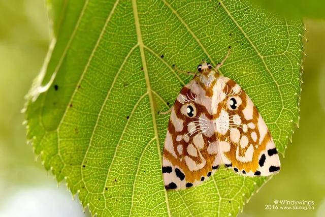 被“嫌弃”的虫子的一生，有许多你不知道的故事