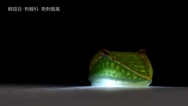 被“嫌弃”的虫子的一生，有许多你不知道的故事