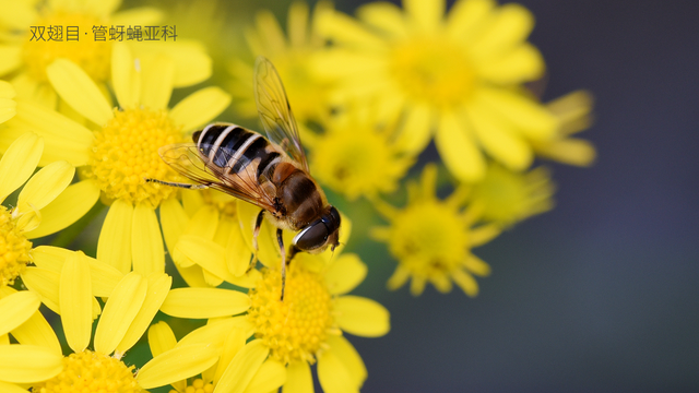 被“嫌弃”的虫子的一生，有许多你不知道的故事