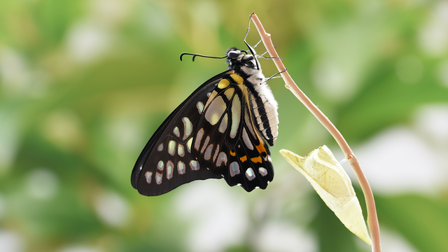 被“嫌弃”的虫子的一生，有许多你不知道的故事
