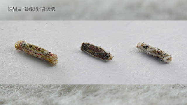 被“嫌弃”的虫子的一生，有许多你不知道的故事