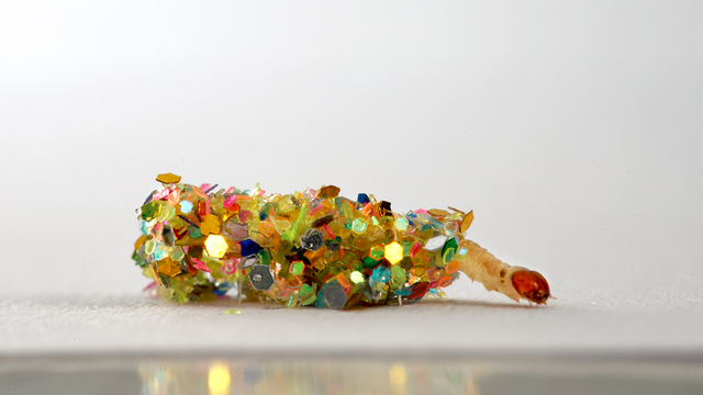 被“嫌弃”的虫子的一生，有许多你不知道的故事