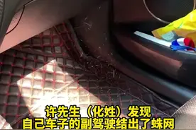 男子副驾结出蜘蛛网遭调侃“单身狗”，车主：没女朋友也没时间洗车图片