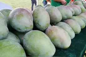 3月就有人卖“攀枝花芒果”？假的图片