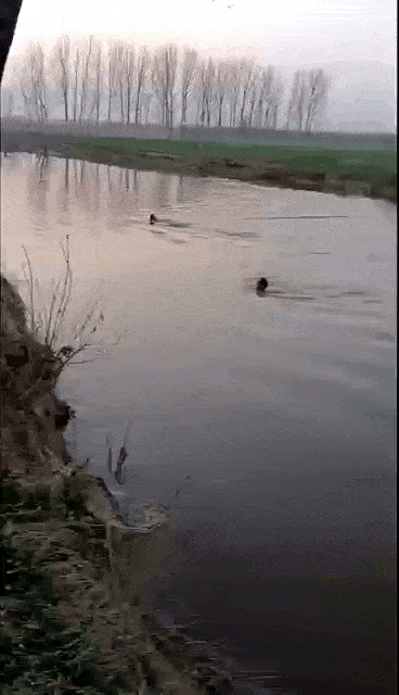 河里漂着一个女子，还有个婴儿！俩光膀大哥飞奔而来……图片