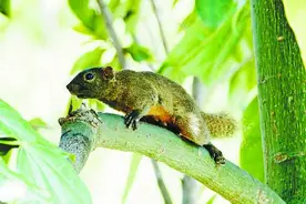 小松鼠“逛大街”！厦门罕见的赤腹松鼠出没图片