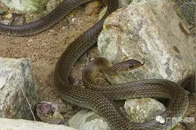 广西天气回暖“蛇出没”，城市里最常见这两种毒蛇……图片