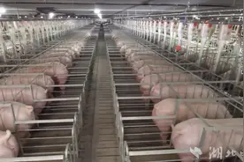 我省启动2021年规模猪场贷款贴息工作图片