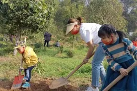 这群青少年在马鞍山森林公园栽下50株桂花树，为武汉充“植”图片