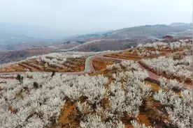 贵州毕节：春暖花开春意浓图片