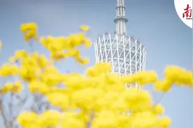 别错过！等了一年终于盼来黄花风铃再开图片