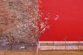 北京故宫外玉兰花美如画图片