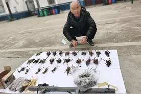 周口一男子自制弹弓枪打野鸟，警方在其家中查获29只腌制好的鸟雀图片