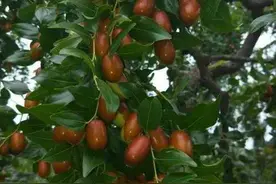 青未了｜院中有棵老枣树图片