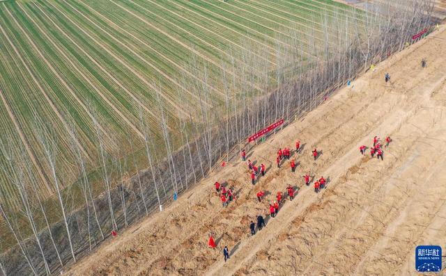 植树节是哪一天呢（每日一词∣中国植树节 National Tree Planting Day）
