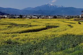 春来苍山，花都开好了图片