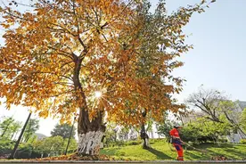 为什么城市越来越像了？一位生态学教授眼中的“大树进城”图片