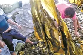 央视曝光土坑酸菜 统一、康师傅回应图片