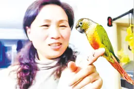 市民捡到一只太阳锥尾鹦鹉图片