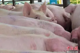 生猪跌到6元一斤，中央收储又来，会不跌了？图片