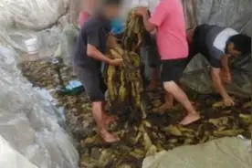 脚踩的老坛酸菜被曝光……湖南连夜查封，企业相关人员被控制！统一、康师傅道歉……图片
