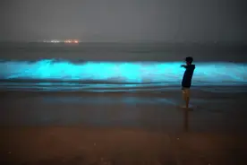 “蓝眼泪”又来打卡！茂名这片海域如梦似幻图片