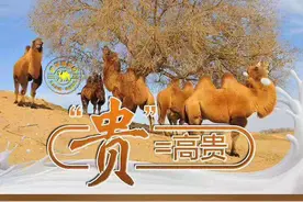 3·15深度调查｜被“神化”的骆驼奶粉治百病？你不信但咱爸妈容易被忽悠啊图片