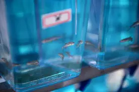 疫情期间的上海交大实验室：鱼有人养、苗有人浇、仪器有人管图片