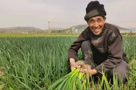 东平县旧县乡：百亩小香葱抢“鲜”上市图片