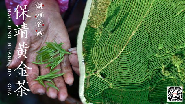 湖湘名品丨保靖黄金茶：“可以喝的文物”