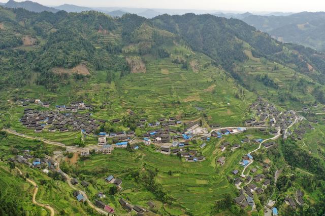 湖湘名品丨保靖黄金茶：“可以喝的文物”