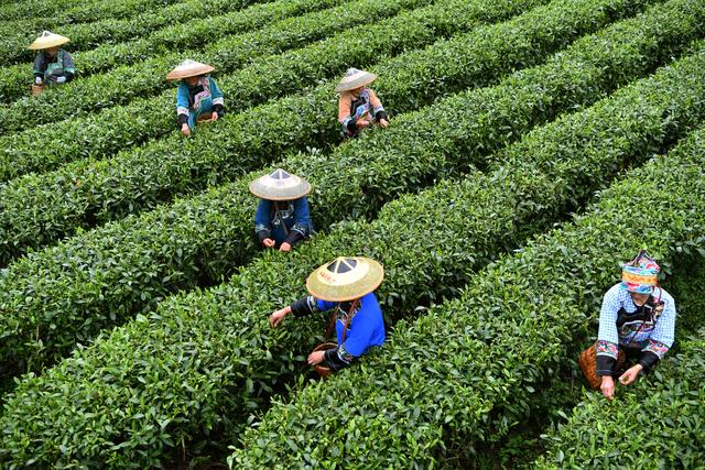 湖湘名品丨保靖黄金茶：“可以喝的文物”