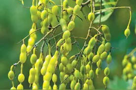 遮阴蔽阳、减少噪声、美化市容，行道树——为城市增绿 给生活添彩（美丽中国）图片