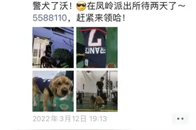 金毛走失“吃穷”派出所，民警：不来领就收编做警犬了哦图片