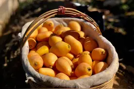 春天新鲜下树的米易枇杷，润得很图片