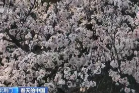 春天的中国｜湖北荆门：野樱桃花开春光早 似雪匀红缀深山图片