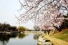 桃花春色暖先开 明媚谁人不看来图片