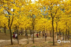 太抢眼！南宁黄花风铃木迎春绽放图片