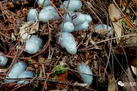 珍稀！周宁发现世界上最神奇的花？经初步确定为植物水晶兰图片