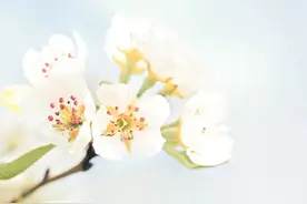 阳春三月，如何摆脱“花粉症”困扰？中医给您支招图片