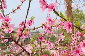 自带滤镜！贡井这里的桃花开了图片